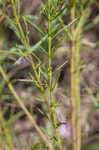 San Antonio false foxglove